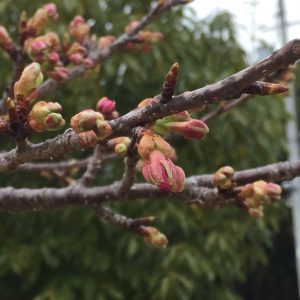 河津桜