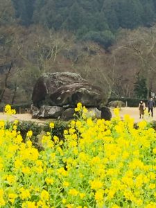 石舞台の菜の花