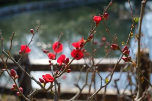 水際の木瓜の花