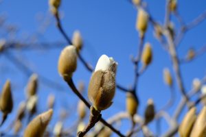 白木蓮の芽吹き